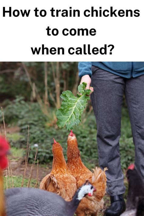 training your chickens|How to Train Chickens to Come When Called .